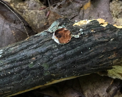 Scytinostroma artocreas