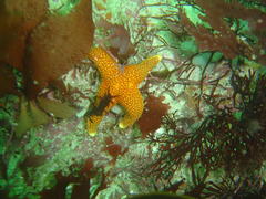 Fromia schultzei