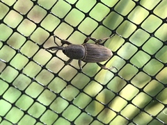 Cosmopolites sordidus