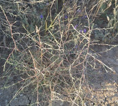 Petrosimonia triandra
