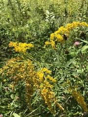 Solidago