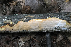 Scytinostroma artocreas