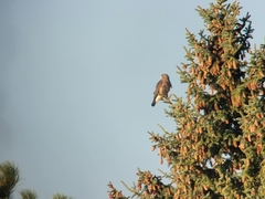 Buteo swainsoni