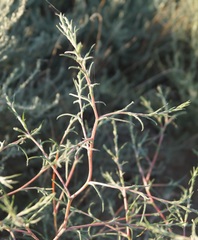 Petrosimonia triandra