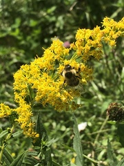 Solidago