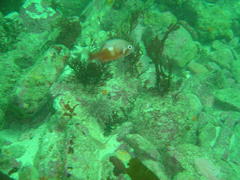 Chrysoblephus laticeps