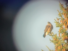 Buteo swainsoni