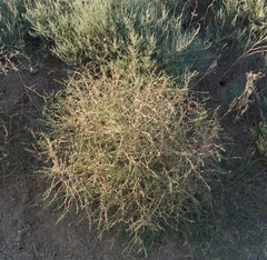 Petrosimonia triandra