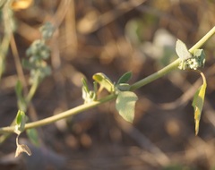 Chenopodium opulifolium