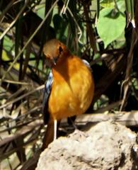 Cossypha natalensis natalensis