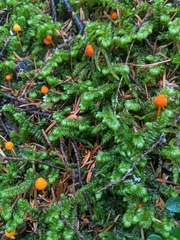 Mycena strobilinoidea