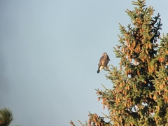 Buteo swainsoni