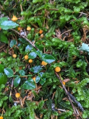 Mycena strobilinoidea