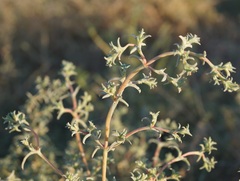Petrosimonia brachiata
