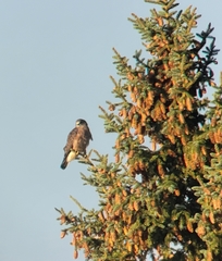Buteo swainsoni