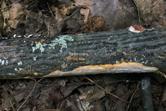 Scytinostroma artocreas