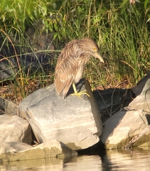 Nycticorax nycticorax