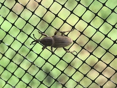 Cosmopolites sordidus