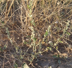 Chenopodium opulifolium