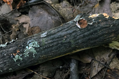 Scytinostroma artocreas