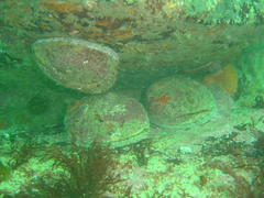 Haliotis midae