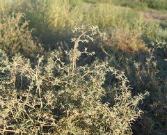 Petrosimonia brachiata