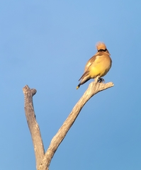 Bombycilla cedrorum