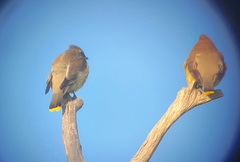 Bombycilla cedrorum