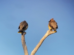 Bombycilla cedrorum