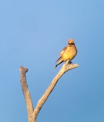 Bombycilla cedrorum