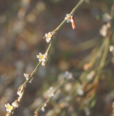 Polygonum arenarium