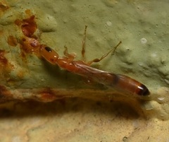 Pseudomyrmex filiformis