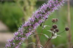 Liatris pycnostachya pycnostachya