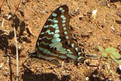 Graphium antheus
