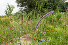 Liatris pycnostachya pycnostachya
