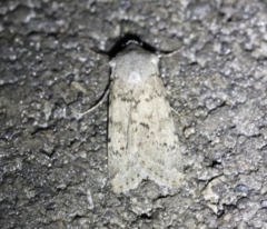 Epipsilia grisescens