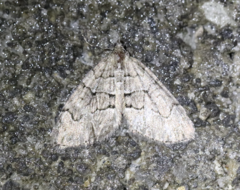 Thera cognata