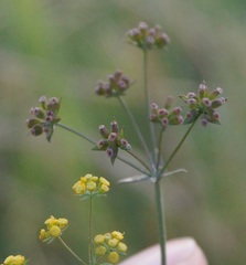 Bupleurum marschallianum