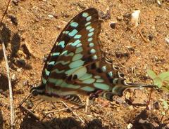 Graphium antheus
