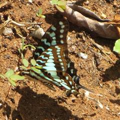 Graphium antheus