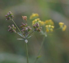 Bupleurum marschallianum