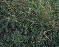 Bupleurum marschallianum