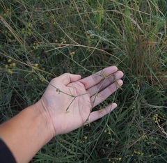 Bupleurum marschallianum