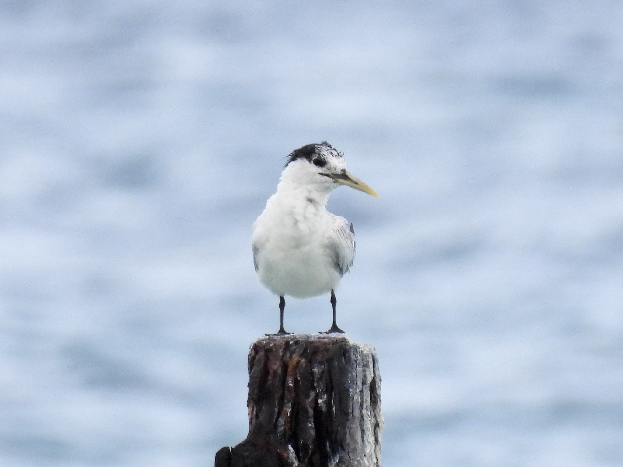 Sandwich Tern
