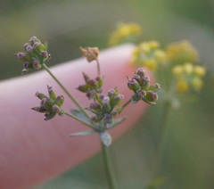 Bupleurum marschallianum