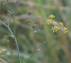 Bupleurum marschallianum