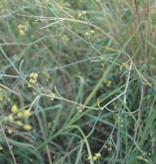 Bupleurum marschallianum