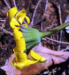 Othonna heterophylla