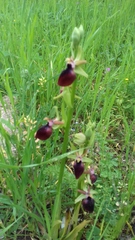 Ophrys helenae
