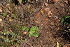 Othonna heterophylla